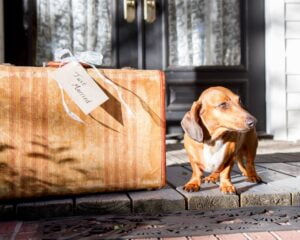 Dachshund dog with an old suitcase on the porch at All4One Farms wedding venue