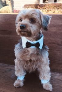 A small Yorkie with a bow tie sits on a pew at All4One Farms wedding venue.