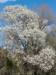 Dogwood tree blooming at Jax wedding venue.