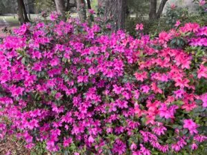 Azaleas blooming in the spring at Jax wedding venue.