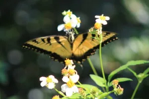 Butterfly lighting on a flower at Jax wedding venue.