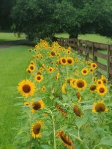 Sunflowers blooming along the fence line at Jax wedding venue.