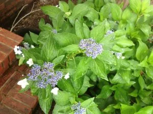 Hydrangeas blooming at Jax wedding venue.