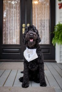 Black dog at Jacksonville wedding venue